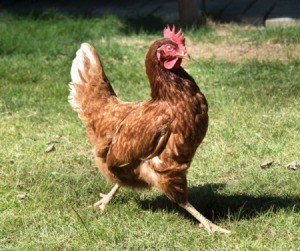 A proud hen strutting outside.