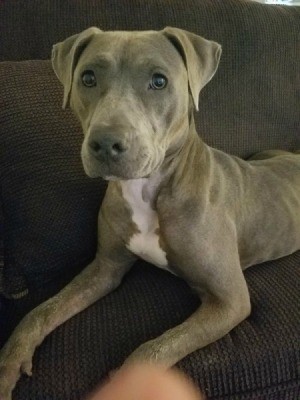Is My Pit Bull Pure Bred? - grey and white dog