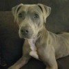 Is My Pit Bull Pure Bred? - grey and white dog