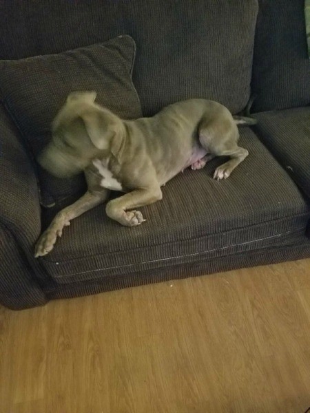 Is My Pit Bull Pure Bred?