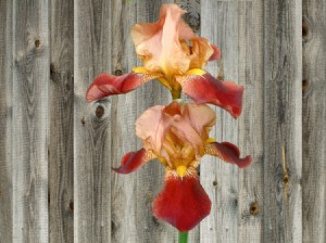 All Flowers Deserve A Hard And Digital File - peach and bronze iris flowers