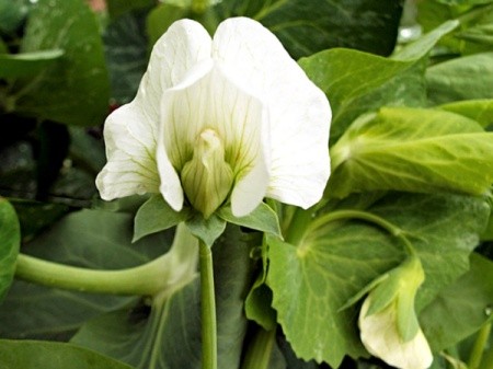 Snow Pea (Melting Sugar) - closeup of white pea blossom