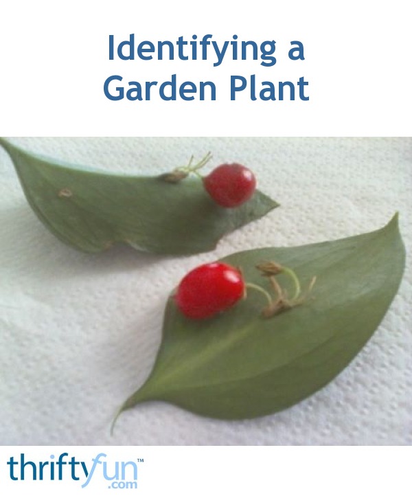 Identifying a Garden Plant ThriftyFun