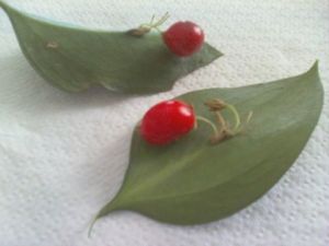 Identifying a Garden Plant - leaves and bright red berries