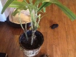 What Is This Houseplant? - multi stemmed plant with long grass like leaves