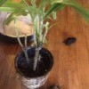 What Is This Houseplant? - multi stemmed plant with long grass like leaves