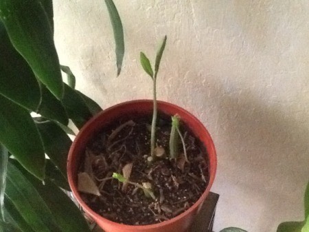 Saving a Dying Houseplant