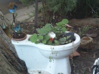 Garden: Toilet Planter