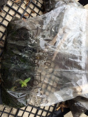 Winter Sowing Part 2 - seedlings in plastic bag