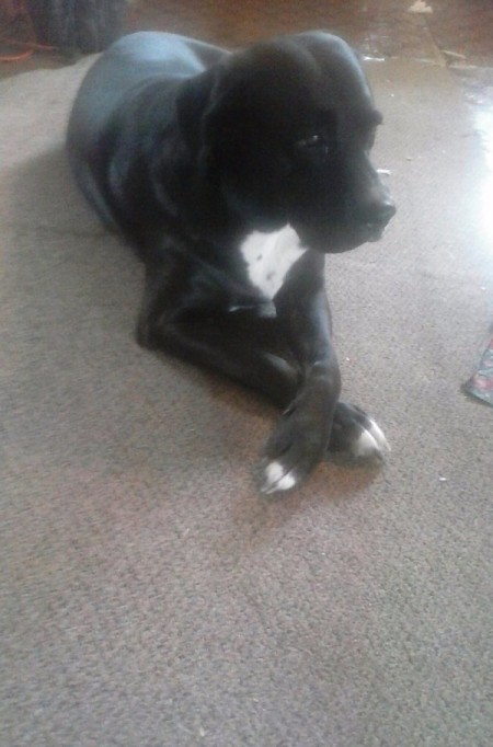 Pandora (Boxer Mix) - black dog with white on chest and feet