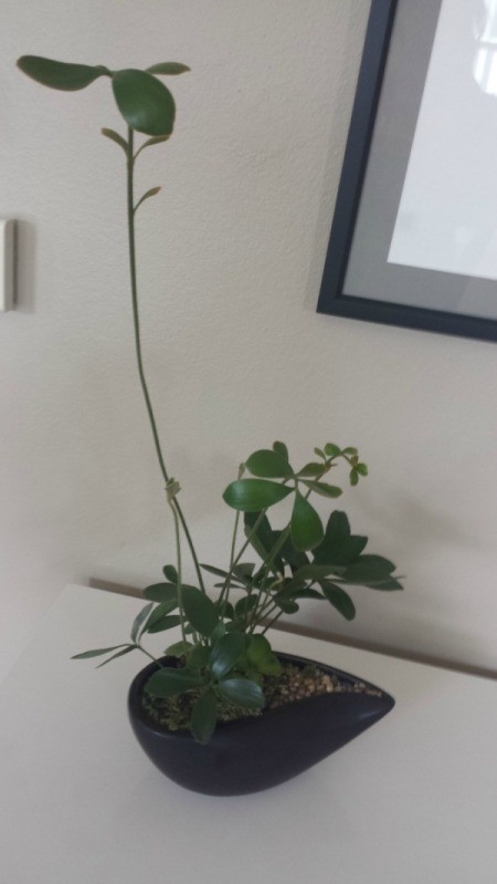 What Type of Plant Is This?