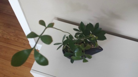 What Type of Plant Is This?