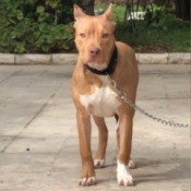 Is My Pit Bull Full Blooded? light brown dog with white on chest na feet