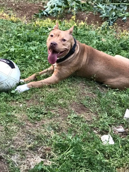 Is My Pit Bull Full Blooded?