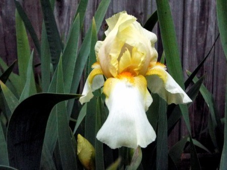 Yellow Two Tone Iris - yellow and white iris with orange in center