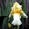 Yellow Two Tone Iris - yellow and white iris with orange in center