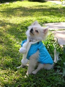 White Pomeranian wearing a vest and a scarf enjoy the outside.