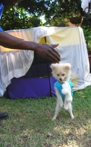 White Pomeranian playing outside