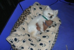 Pomeranian laying in a dog bed