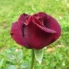 Dark Desire Rose - dark red rose
