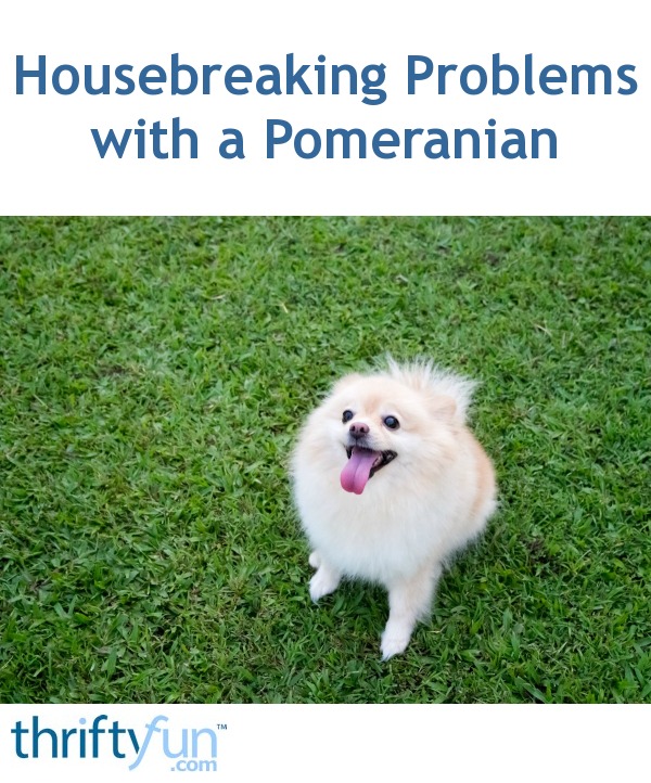Housebreaking Problems with a Pomeranian ThriftyFun