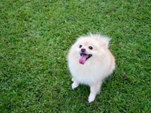 A Pomeranian in a grassy yard.