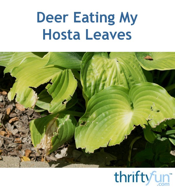 Deer Eating My Hosta Leaves ThriftyFun