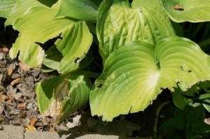 A hosta with the leaves eaten.