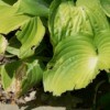 A hosta with the leaves eaten.