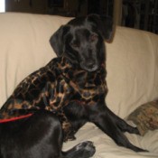 Lola Hardy (Lab/Cattle Dog)