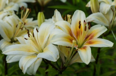 Easter lilies growing outside.