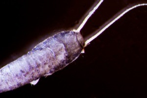 A close up of a silverfish on a black background.