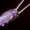 A close up of a silverfish on a black background.