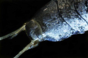 A magnified silverfish on a black background.
