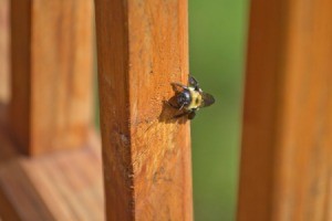 A carpenter bee drilling into a wood post.