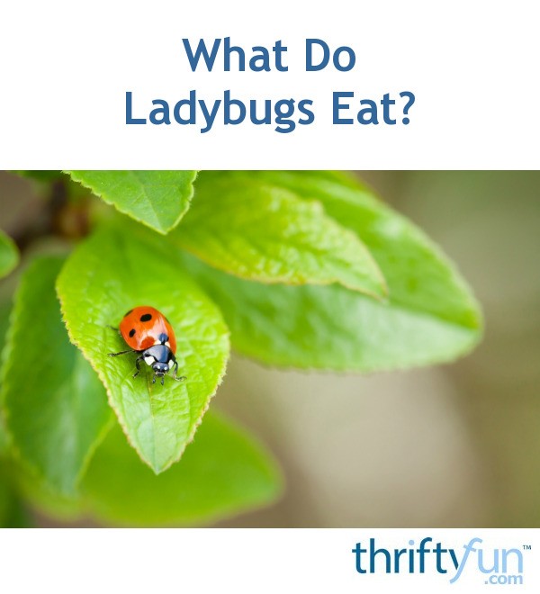 What Do Ladybugs Eat? | ThriftyFun