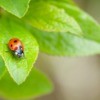 A ladybug sitting on a leaf.