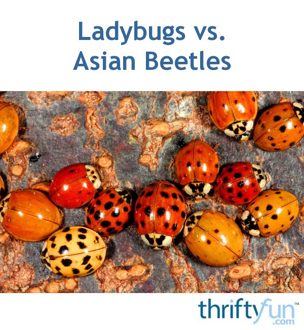 Ladybugs vs. Asian Beetles? | ThriftyFun