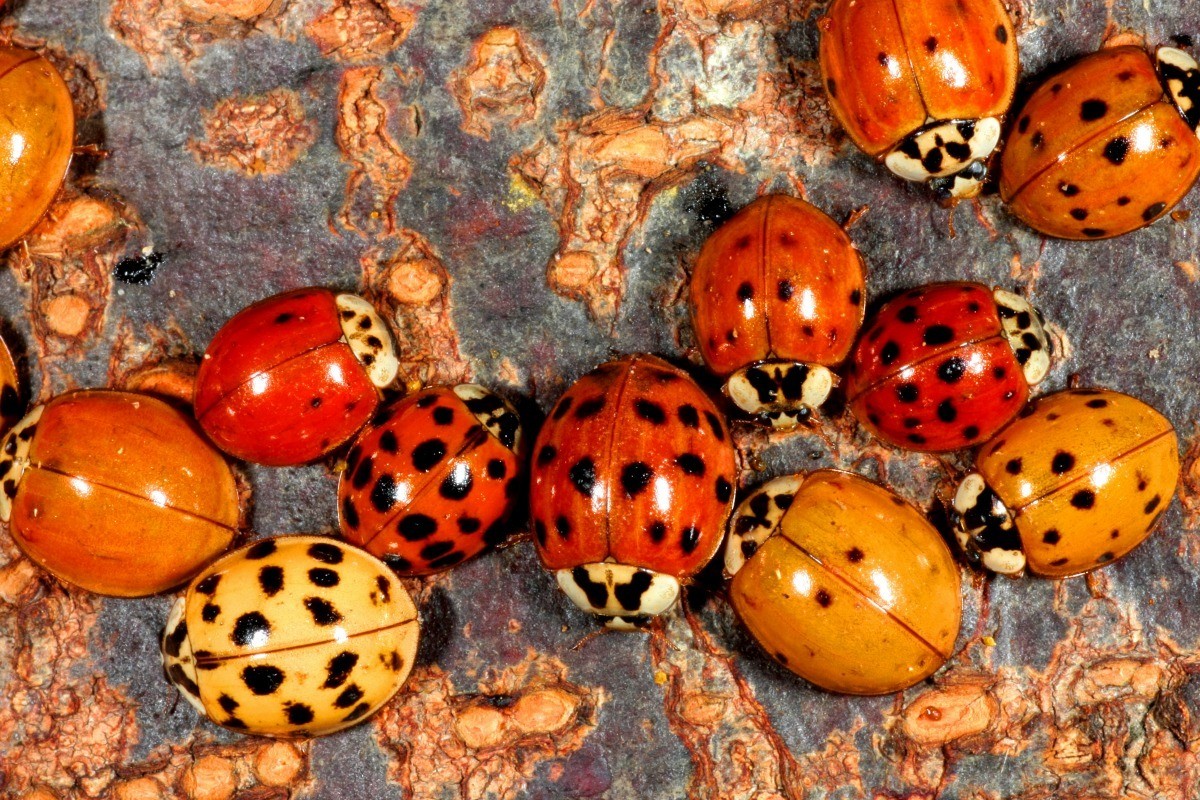 ladybugs-vs-asian-beetles-thriftyfun