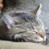 Bobby (Tabby Colored Manx) - closeup of cat's face sleeping