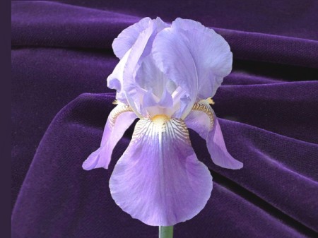 Fleur de lis (The Lily Flower) - light and darker purple iris against a royal purple background
