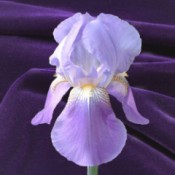 Fleur de lis (The Lily Flower) - light and darker purple iris against a royal purple background