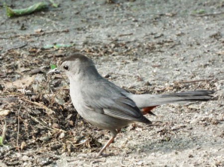 Gray Catbirds Gather Nest Materials - catbird with nesting materials in its beak