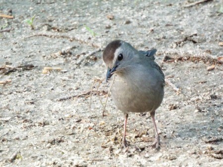 Gray Catbirds Gather Nest Materials