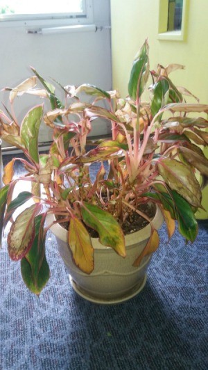 What Is This Houseplant? dying foliage plant