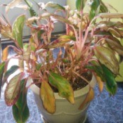 What Is This Houseplant? dying foliage plant