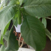 Identifying a Houseplant - large medium green leaf plant