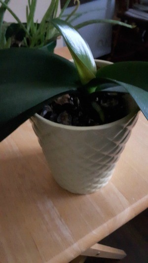 Identifying a Houseplant - plant with dark green leaves