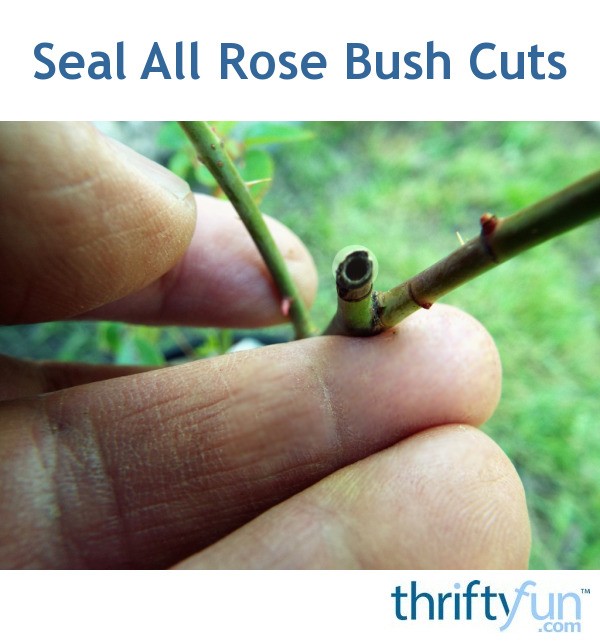 Seal All Rose Bush Cuts ThriftyFun