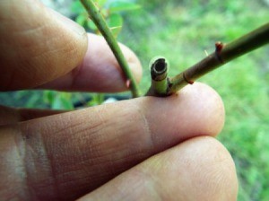 A cut branch on a rose.